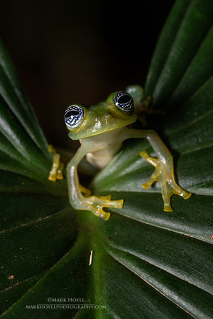 Ghost Glass Frog