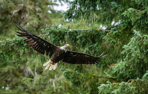 Bald Eagle Flying