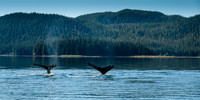 Humpback Whales