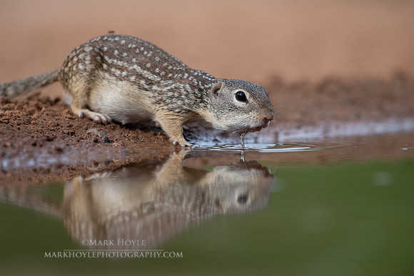 Mexican Ground Squirrel