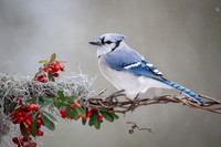 Blue Jay