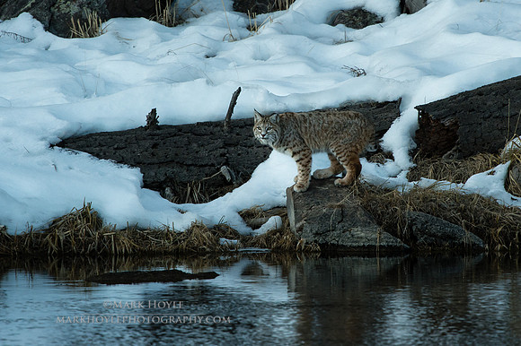 Bobcat