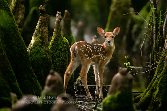 Fawn in the Cypress knees
