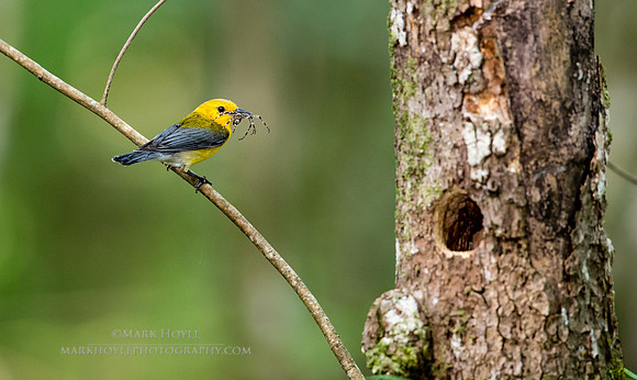 Prothonotary Takeout