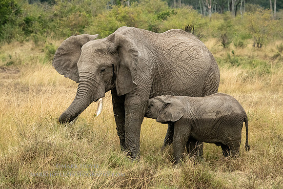 Nursing Elephant