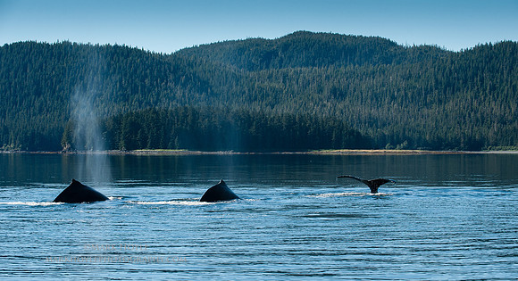 Humpbacks Diving