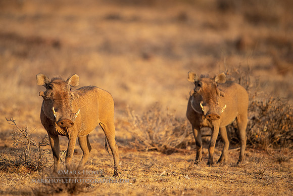 Pumba