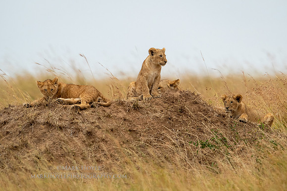 A watchful eye