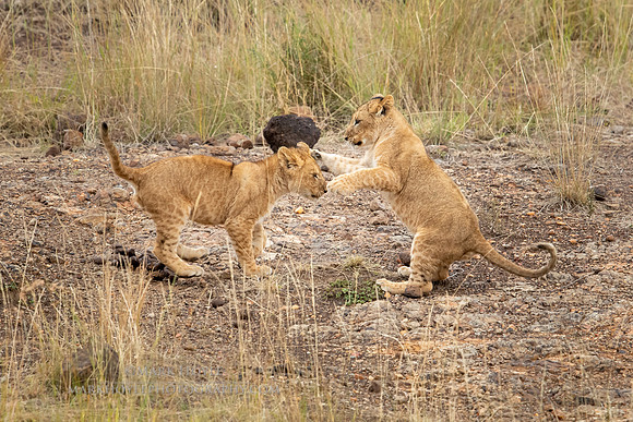 Cubs at Play