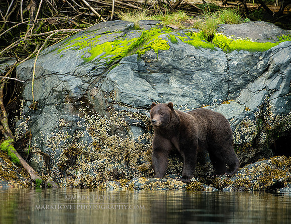 Coastal Brown Bear