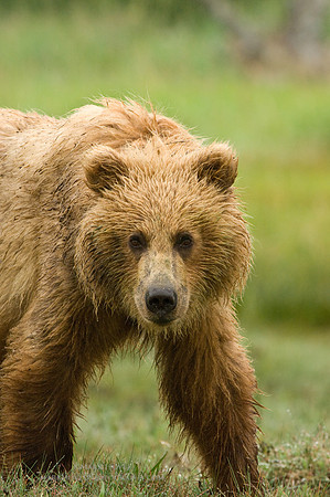 Young Coastal Brown Bear