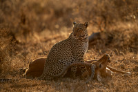 Leopard and Kill
