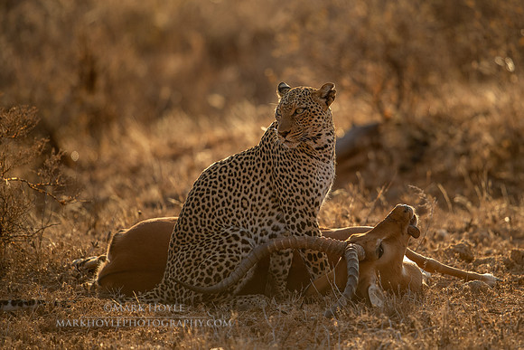 Leopard and Kill