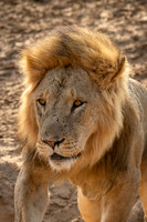 Male Lion