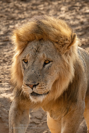 Male Lion