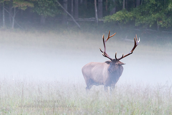 Morning Fog
