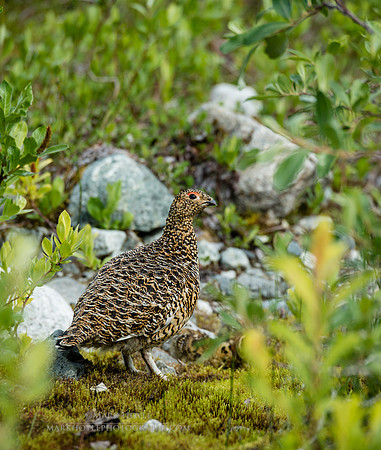 Ptarmigan