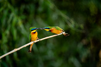 Bee-eaters
