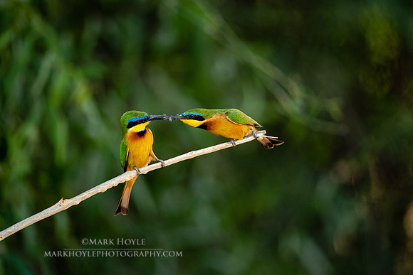 Bee-eaters