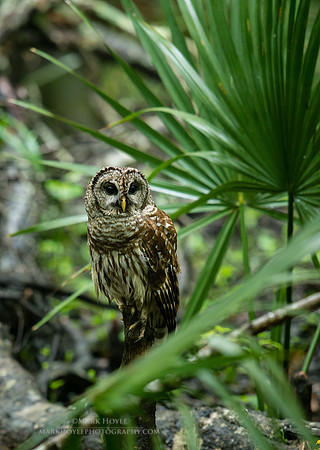 Bard Owl