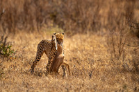 Cheetah and Kill