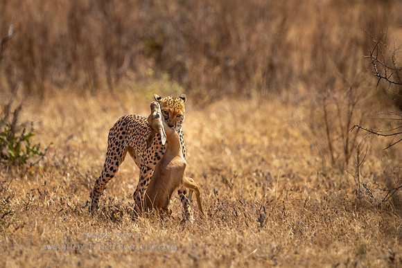 Cheetah and Kill
