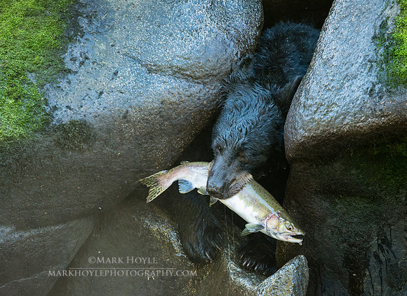Black Bear with Salmon Dinner