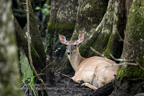 Doe
