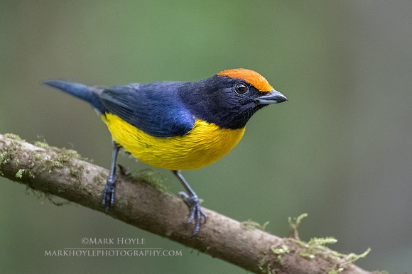 Tawny-capped Euphonia