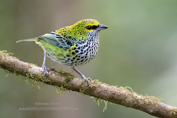 Speckled Tanager