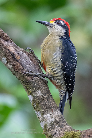 Black-cheeked Woodpecker