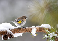 Yellow-rumped Warbler