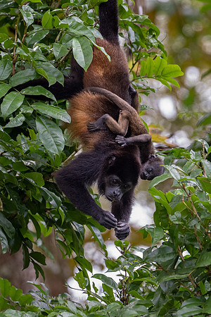 Howler Monkey and Baby