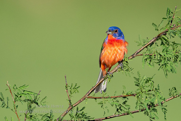 Male Painted Bunting