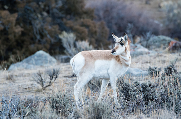 Female Pronghorn