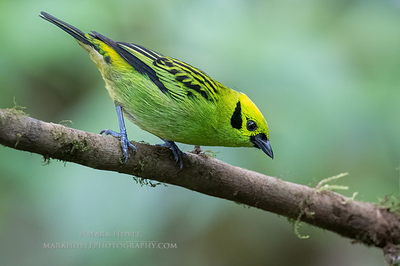 Emerald Tanager