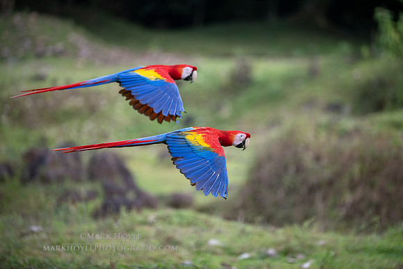 Scarlet Macaws in flight