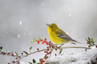 Pine Warbler and Berries