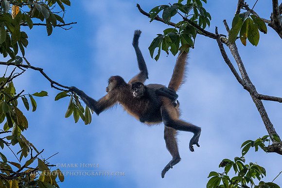 Spider Monkey and Baby