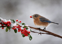 Bluebird and Berry