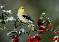 American Goldfinch