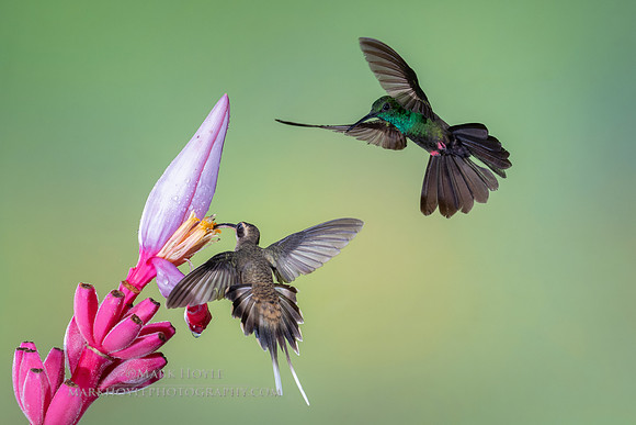 Long-billed Hermit and Bronzed-tailed Plumeleteer