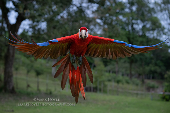 Scarlet Macaw