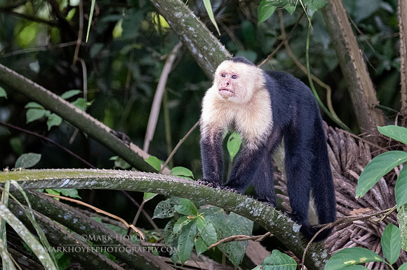 White-faced Capuchin Monkey