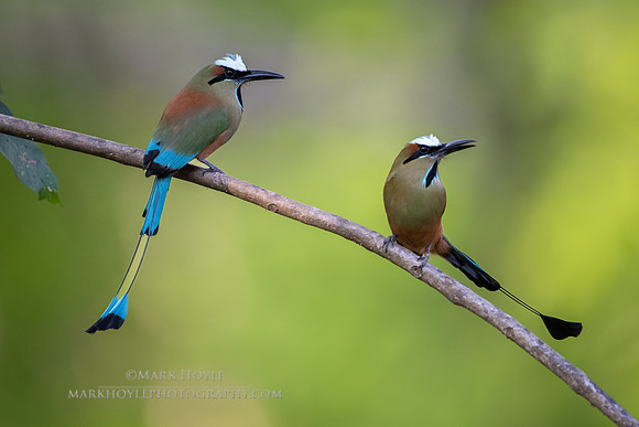 Turquoised-browed Motmots