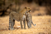 Female Leopard and Young