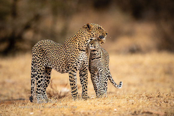 Female Leopard and Young