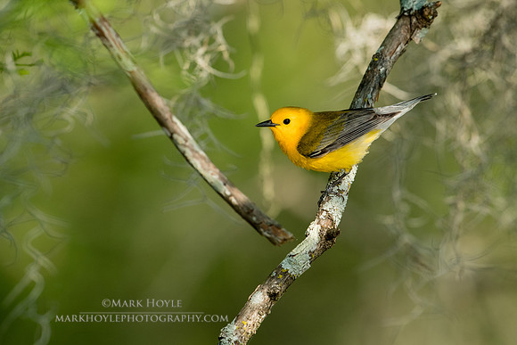 Prothonotary and Moss