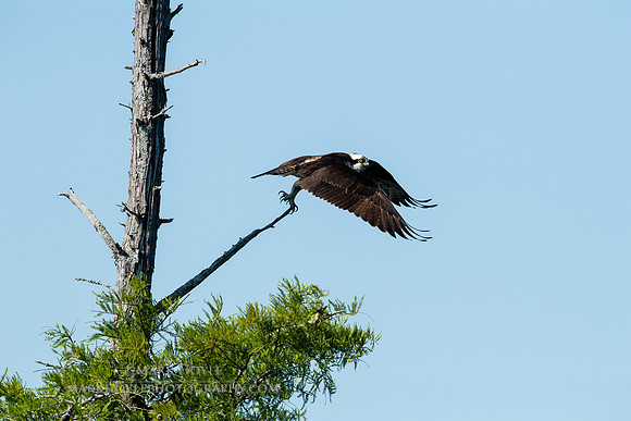 Taking Flight