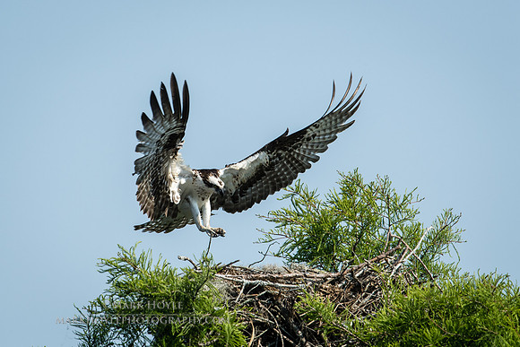 Back to the Nest
